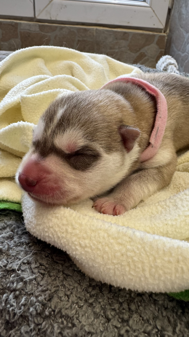 Des Loups De La Sainte Baume - Chiots disponibles - Siberian Husky