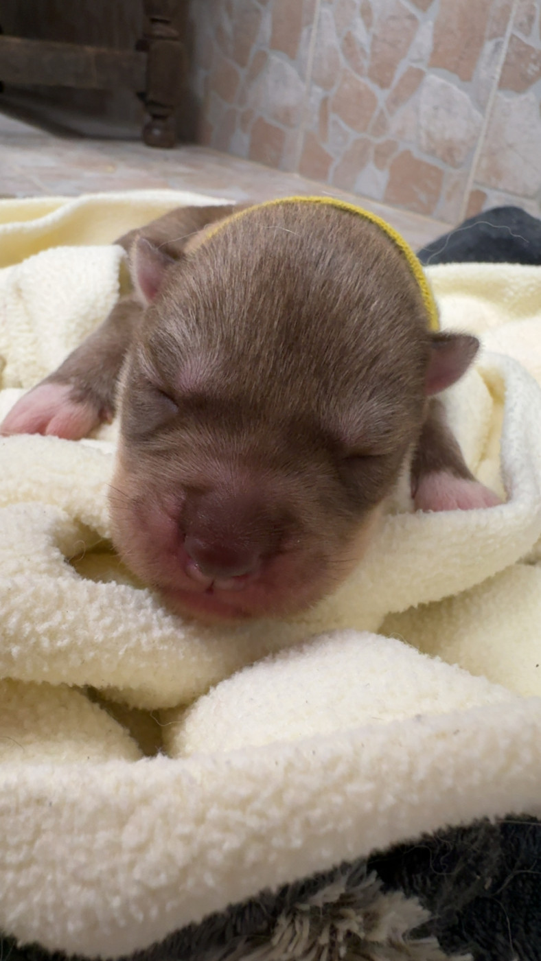 Des Loups De La Sainte Baume - Chiots disponibles - Siberian Husky