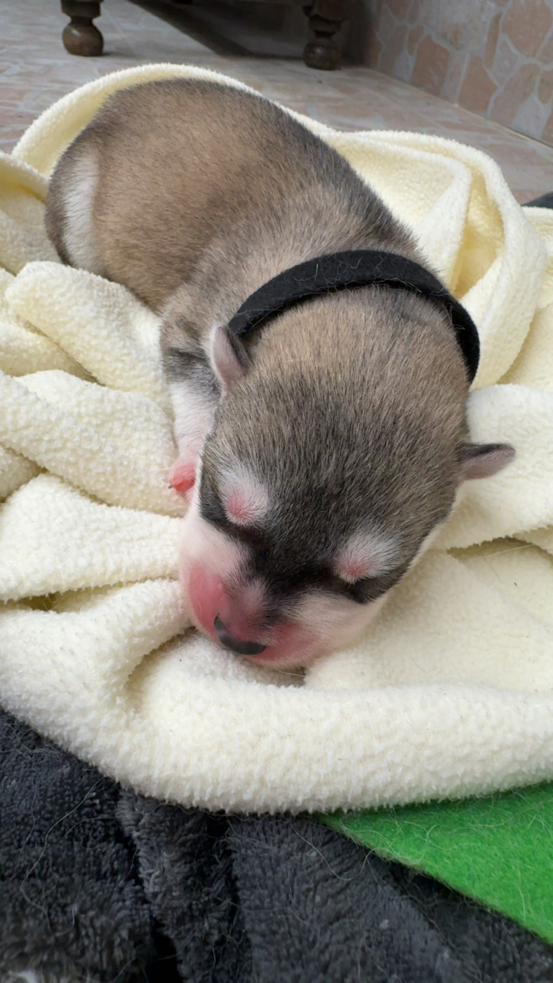 Des Loups De La Sainte Baume - Chiots disponibles - Siberian Husky