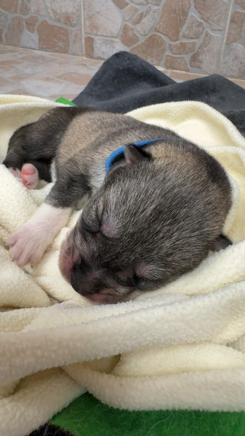 Des Loups De La Sainte Baume - Chiots disponibles - Siberian Husky