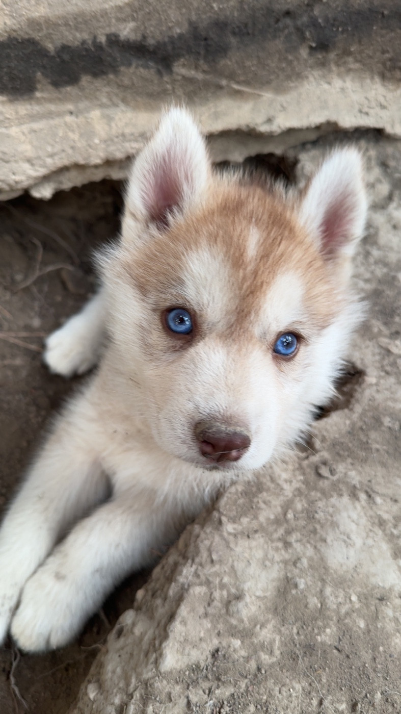 Des Loups De La Sainte Baume - Chiots disponibles - Siberian Husky