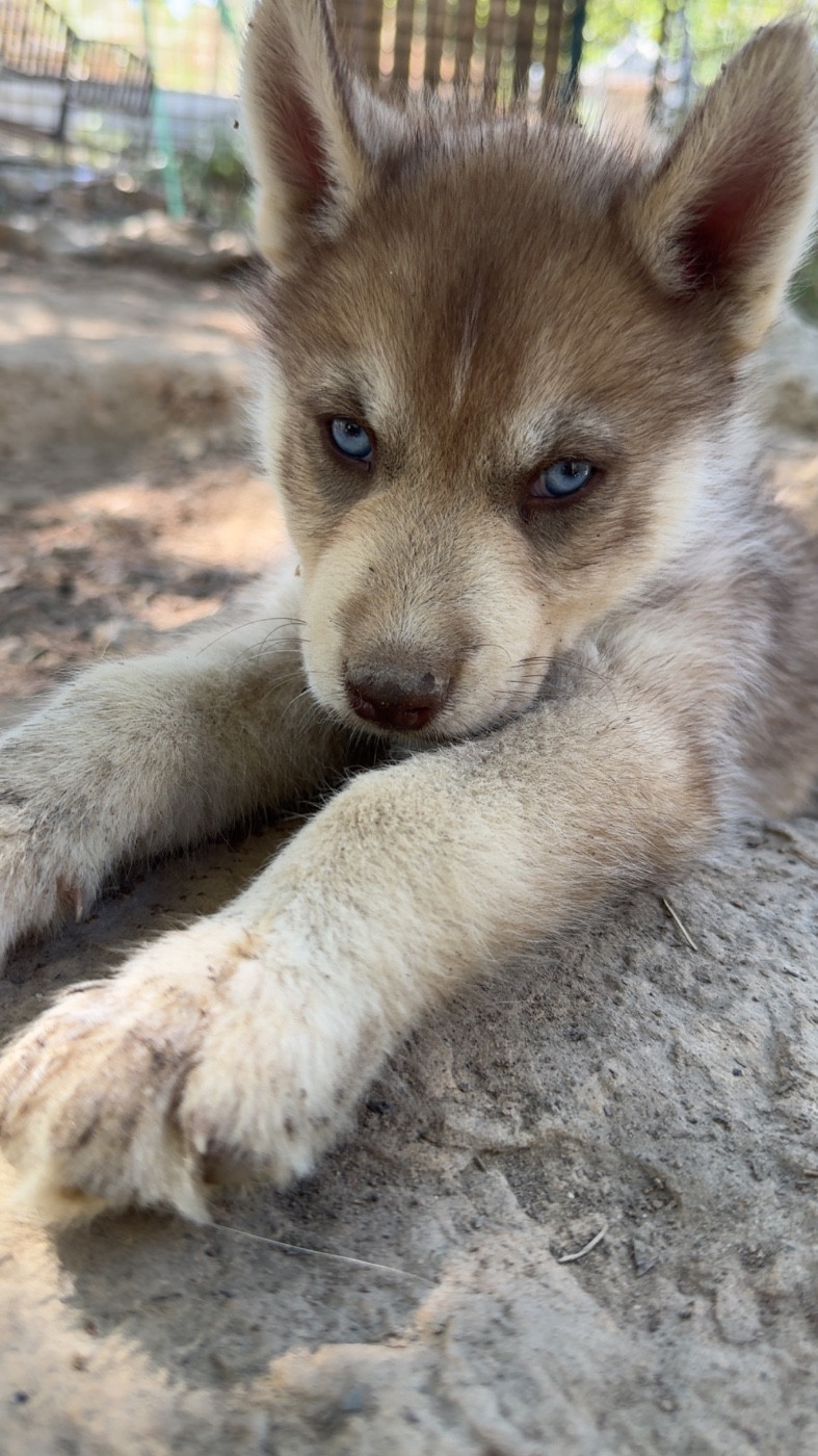 Des Loups De La Sainte Baume - Chiots disponibles - Siberian Husky