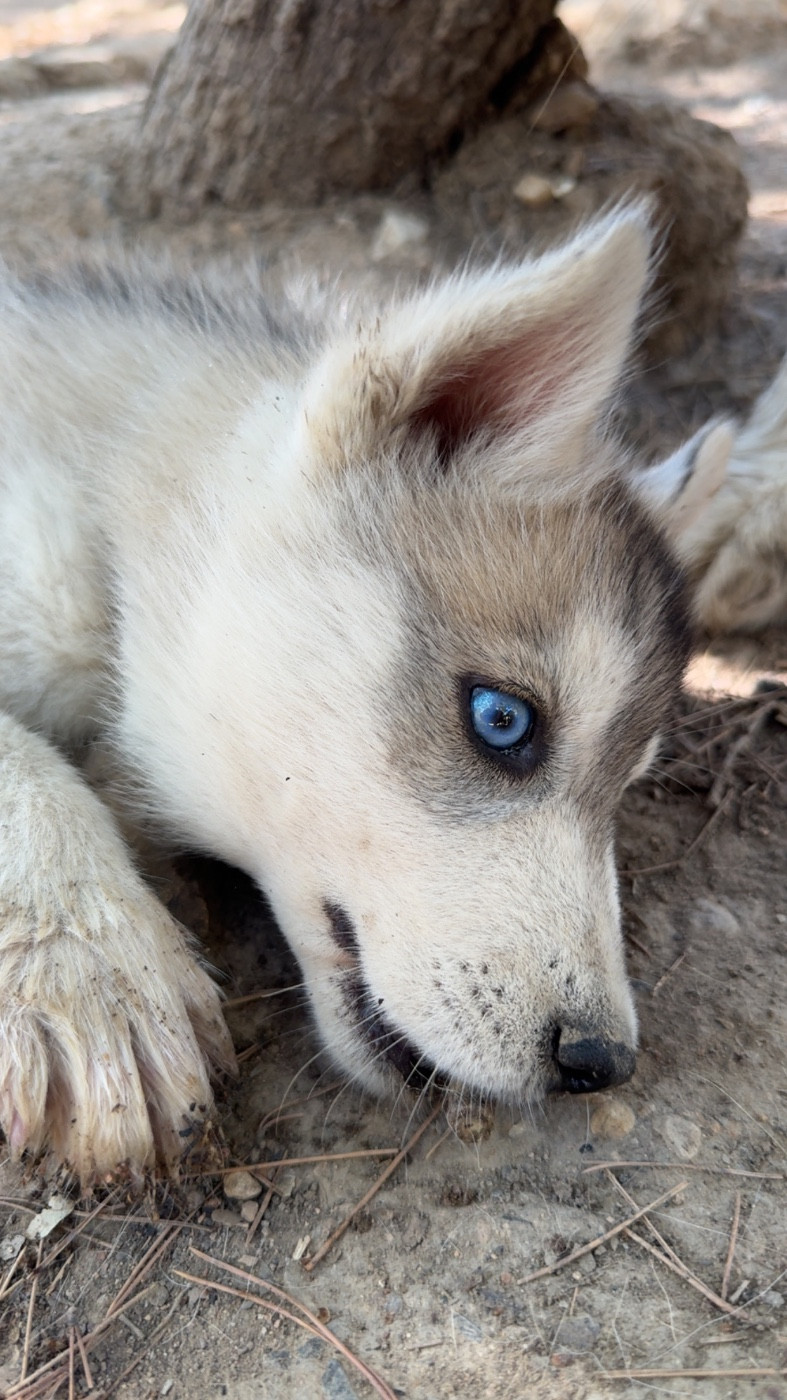 Des Loups De La Sainte Baume - Chiots disponibles - Siberian Husky