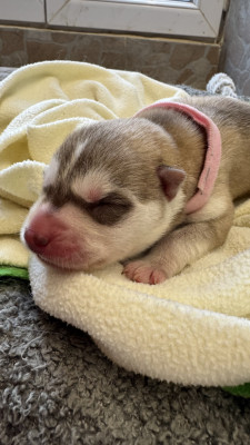 BABYBELLE