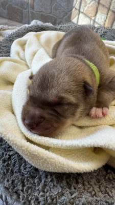 BROWNIE